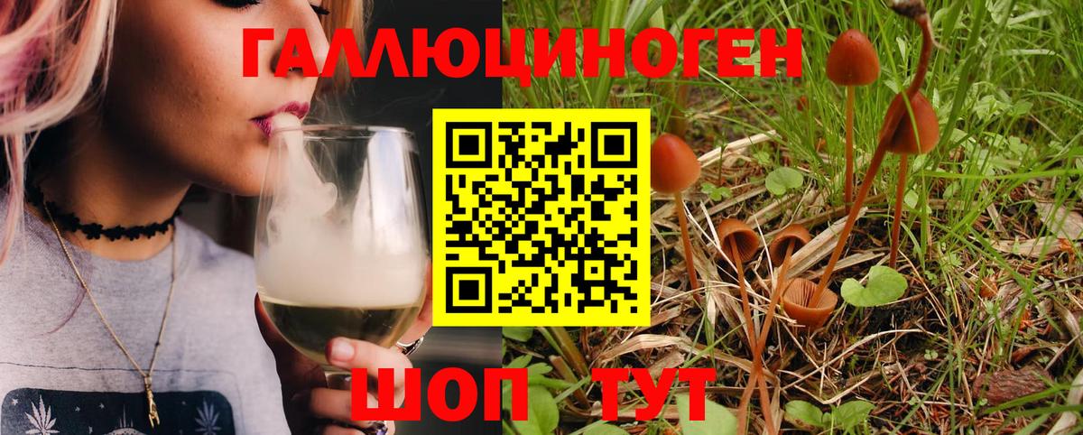 Псилоцибиновые грибы Psilocybe Карасук